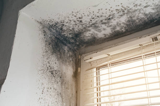 Affordable Mold Cleanup solutions in Lewisburg, TN